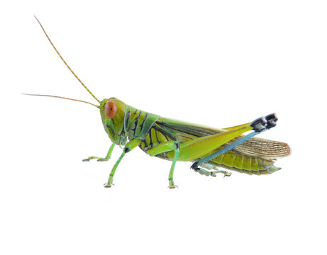 Grasshopper of white background