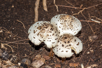 Coulemelle
Champignon coulemelle