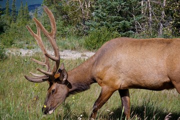 close up of beautiful Male Elk in National Park