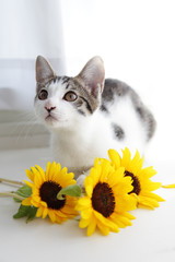 猫とひまわり