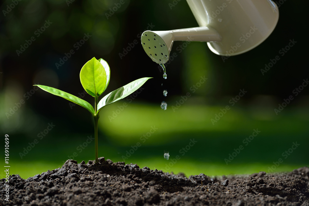 Poster Sprout watered from a watering can on nature background