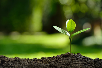 Young plant in the morning light on nature background