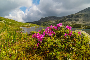 Rhododendron blossoms and storm clouds in the Alps in summer