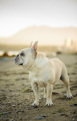 White cream French Bulldog standing on beach with water