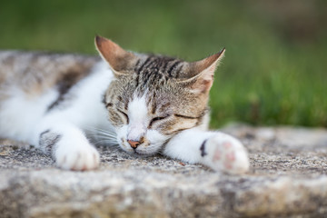 Grey cat lying on wall 