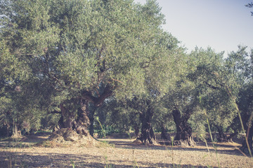 Old olive trees in Zakhyntos in morning sun.