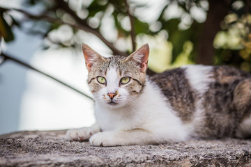 Grey cat lying on wall 