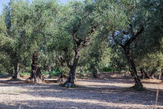 Old olive trees in Zakhyntos in morning sun.