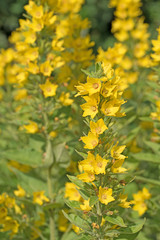 Goldfelberich, Lysimachia punctata, Punktierter Gilbweiderich