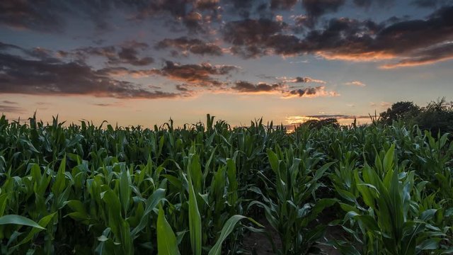 Corn Field Time lapse at Sunset