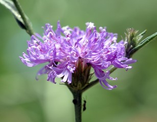 Obraz premium Gebogene Vernonie