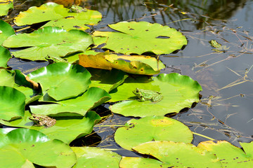 Wasserfr&ouml;sche auf Seerosenbl&auml;tter sitzend