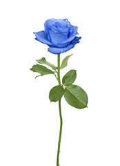 Naklejka premium Ładna niebieska róża
