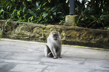 Monkey sitting on floor