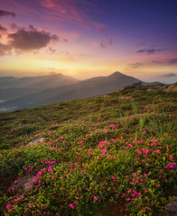 Flowers on the mountain field during sunrise. Beautiful natural landscape in the summer time