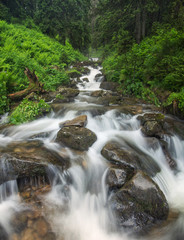 Fast river in the summer forest. Beautiful natural landscape in the summer time