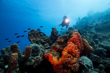 Unterwasser - Riff - Fisch - Schwamm - Koralle -Taucher - Tauchen - Curacao - Karibik