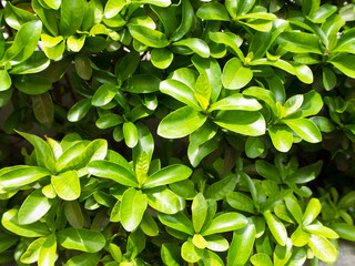 Fototapeta na wymiar Leaves of plant as background or texture