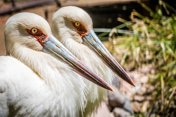 Two storks in the zoo