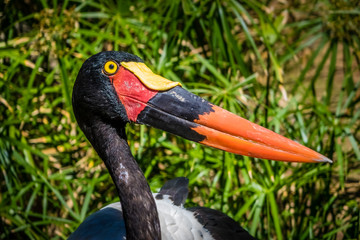 Black Saddlebill Stork