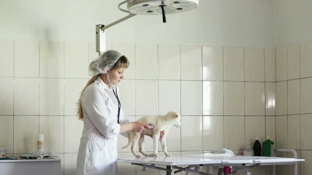 veterinary examination at the clinic