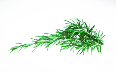 Sprig of rosemary