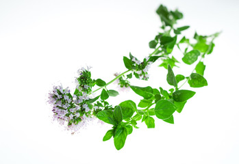 Obraz premium Sprig of oregano