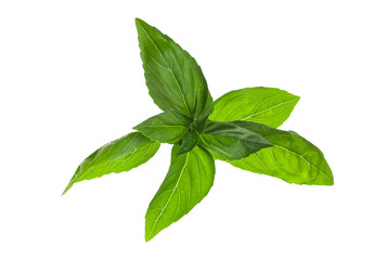 Basil leaves in backlight.