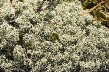 Moss in the forest in summer day