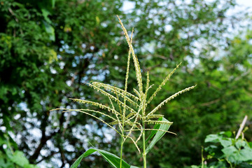  Close up corn flowering