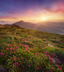 Plakat Flowers on the mountain field during sunrise. Beautiful natural landscape in the summer time