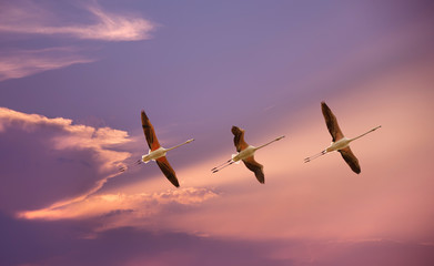 Tropical birds over blue sky background