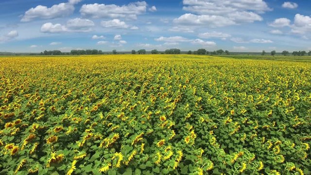 Aerial view of the flowering sunflowers field at noon.