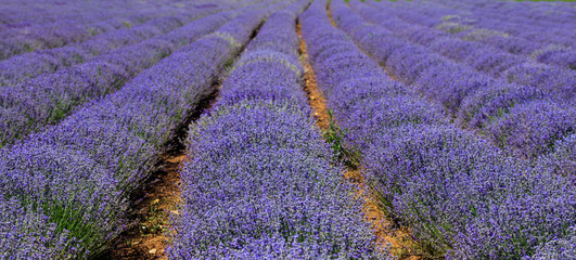 Lavender field in rows