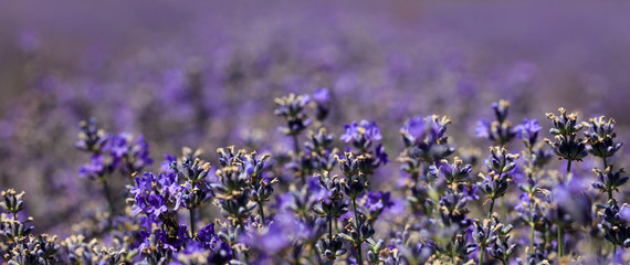 close-up of purple blooming lavender