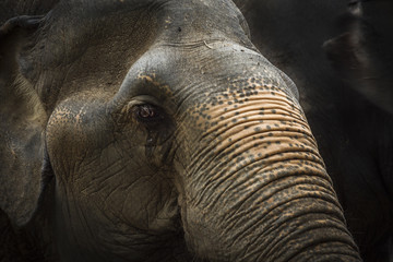 Fototapeta premium elephants