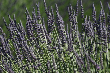 lavandin