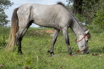 Obraz na płótnie Canvas White horse eating grass