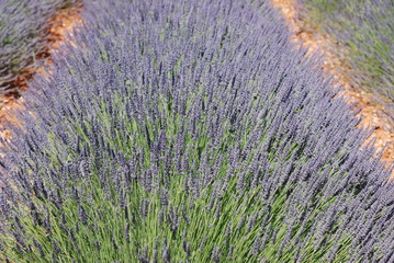 lavandin