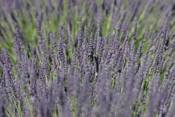 lavandin