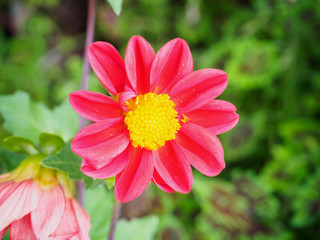 red flower in the garden