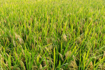 Paddy rice field