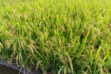 Paddy rice meadow