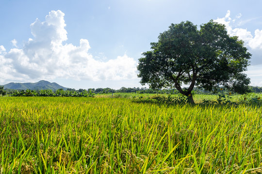 Paddy rice meadow and tree