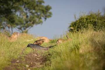 Pair Brown Hare chasing in grass at high speed (Lepus europaeus)