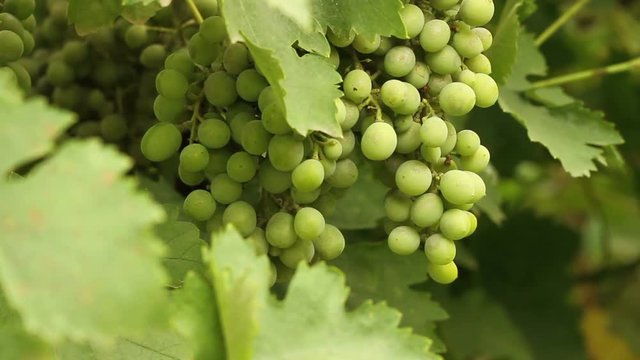bunch of green grapes swaying in the wind. Vineyard closeup