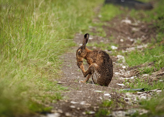 Brown Hare on path, cleaning large feet and wet from bathing in puddle (Lepus europaeus)