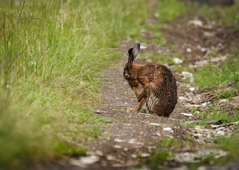 Brown Hare with legs crossed, cleaning claws  (Lepus europaeus)
