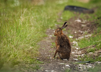 Brown Hare on path, wet from bathing in puddle looking forward (Lepus europaeus)