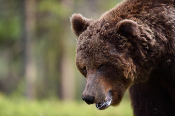 aggressive male brown bear portrait